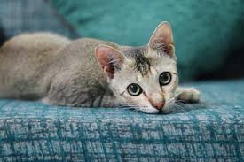 This breed was developed by truda straede in australia beginning in 1975, by crossing the burmese, abyssinian. Australian Mist Cat Breed Facts Traits Health Vets Choice Vets Choice