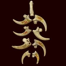 neanderthal eagle claw necklace found