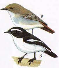 Burung anis kembang jantan memiliki suara yang nyaring dan juga keras dibandingkan burung anis kembang. Raffa Bird Shop Posts Facebook