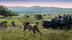 5 best eco friendly safari adventures