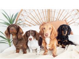 breeder of long haired miniature dachshunds