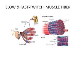Slow And Fast Twitch Muscle Fibre Types Ppt Video Online