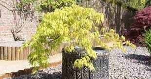 Japanese Maple Trees In Pots And Containers