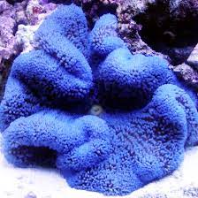 stictyla gigantea blue haddon s