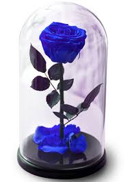 Single Blue Enchanted Rose