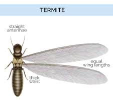 What Do Drywood Termites Look Like Drywood Termite