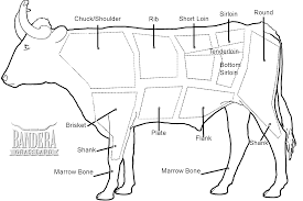 Cattle Bone Diagram List Of Wiring Diagrams