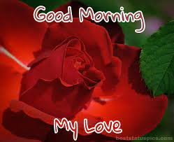 We did not find results for: 151 Good Morning Romantic Red Rose Images And Pics Best Status Pics