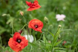 Do not cover with additional soil. Oriental Poppy Plant Care And Growing Guide