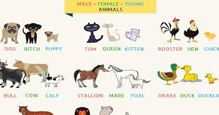 List Of Animal Names For Male Female Young And Groups