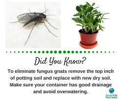 Pin On Pest Facts Control Tips
