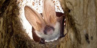 bats not a threat to public health but