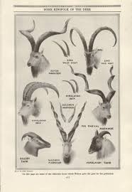 Vintage Deer And Antler Identification Print 1951 Black And