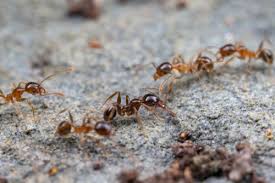 how to get rid of ants in my kitchen
