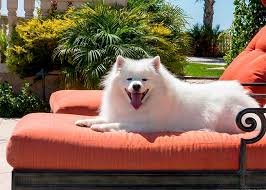 American Eskimo Dog Breed Information Pictures