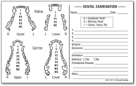 Canine Dental Tooth Chart Bedowntowndaytona Com