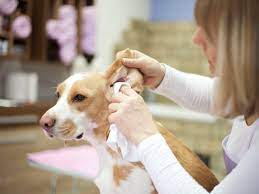Www.pinterest.com add one or two drops of the ear cleaning solution to your dog's ears, one ear at a time, and gently massage the base … How To Clean Your Dog S Ears