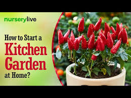 Kitchen Gardening How To Start A