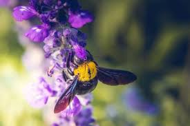 Also, avoid buying plants pretreated with systemic chemicals that, even in small doses, can be harmful to bees. 9 Amazing Plants That Repel Bees And Wasps The Practical Planter