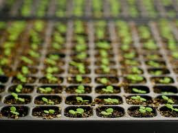 Nutrition Tips For Seed Germination And