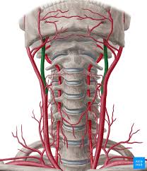 Neck muscles help support the cervical spine and contribute to movements of the head, neck, upper back, and shoulders. Internal Carotid Artery Anatomy Segments And Branches Kenhub