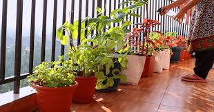 Urban Gardening On Balconies In India