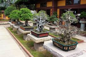 Bonsai Trees In Classical Chinese