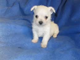 Browse thru our id verified puppy for sale listings to find your perfect puppy in your area. Maltese Chihuahua Mix Puppies Male Female 8 Wks For Sale In Kelso Washington Classified Americanlisted Com