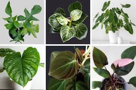 As we go through check out the imperial red cultivar, too. 50 Stunning Philodendron Varieties You Will Love Smart Garden Guide