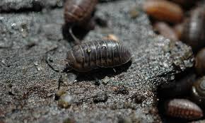 pill bugs good bugs or bad they might