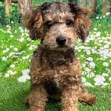 ellie female mini poodle puppy for