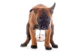 dog diarrhea what to give treatment