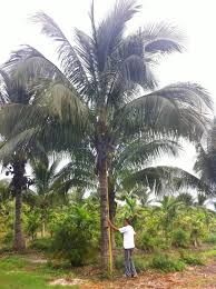 coconut palm trees palmco
