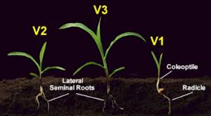 Sweet Corn Growth Stages And Gdus