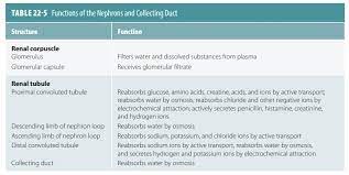 composition of urine urinary system