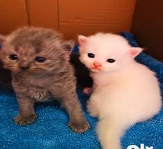 Do persian cats cost alot? White Cat Kitten Ads February Clasf