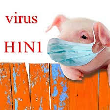 Image result for swine flu