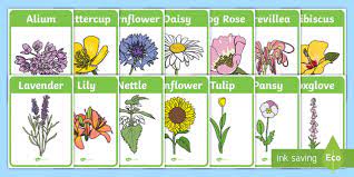 Flower Identification Display Posters
