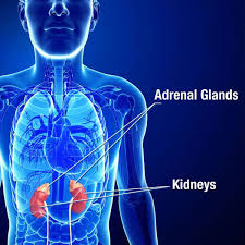 adrenal insufficiency addison s