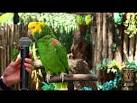 kaka 2 parrots kissing girlfriend gifts