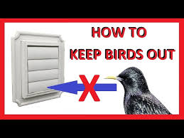 Birds Out Of Bathroom Exhaust Fan Vent