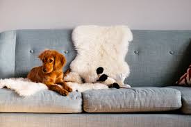the 10 best kid and pet friendly sofas