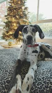~purchase agreement~ please read the full terms of the new puppy health guarantee before putting a deposit down on any puppy as deposits are non refundable. Great Dane Puppy 6 Months Great Dane Dogs Great Dane Puppy Great Dane