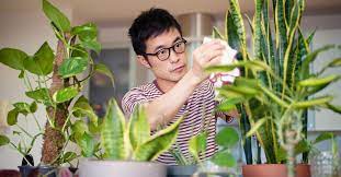 7 Science Backed Benefits Of Indoor Plants