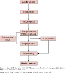 Chapter 6 Wound Healing Current Diagnosis Treatment