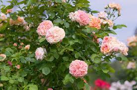 9 great varieties of climbing roses