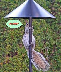 keep squirrels off of feeders forever