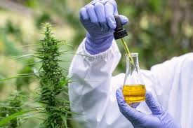 This cbd network marketing business also actively enforce compliance around backlink building, mlm recruitment blog posts, and social media posts. Best Cbd Oil Companies Top 5 Brands In 2021 D Magazine