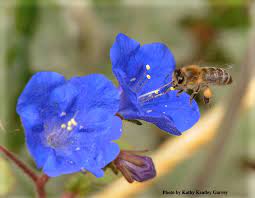 — bees recorded on 539 plant taxa in yosemite. What Native California Plants Are Best For Attracting Pollinators Bug Squad Anr Blogs