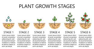 Plant Growth Stages Infographics Line